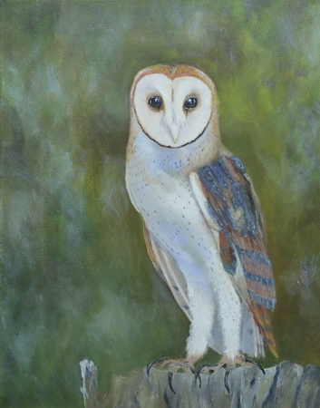 Barn owl