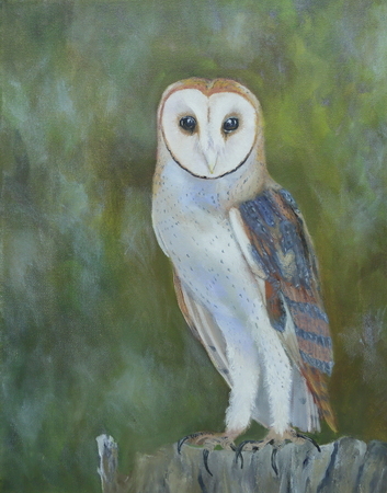 barn owl