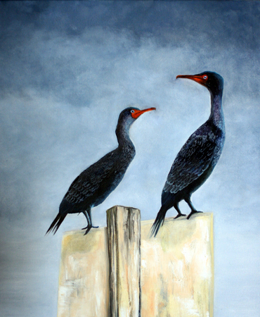 cormorants