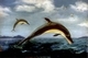 Dolphins