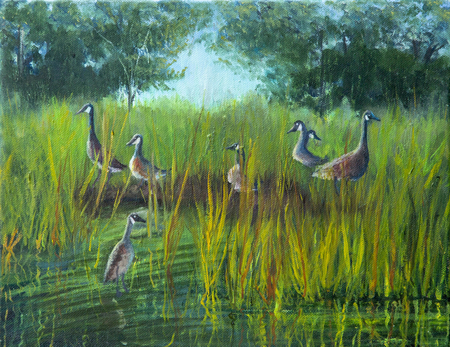 Gathering of geese