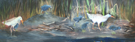 Meadow hen family    (clapper rails)