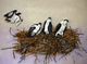 Osprey nest