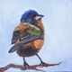 Painted bunting 1