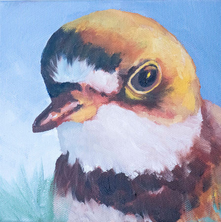 Plover 1
