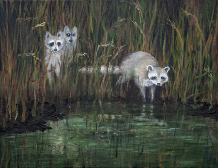 Raccoon kits