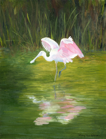 Roseate spoonbill (reflection)