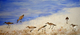 Sandpipers on the shore