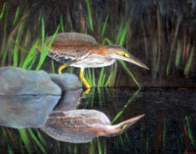 Shypoke  (green heron)