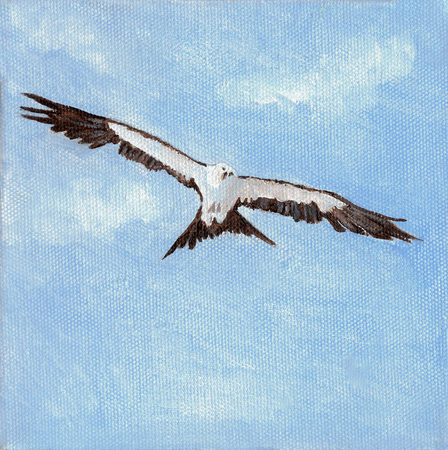 Swallowtail kite 1