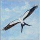 Swallowtail kite 2